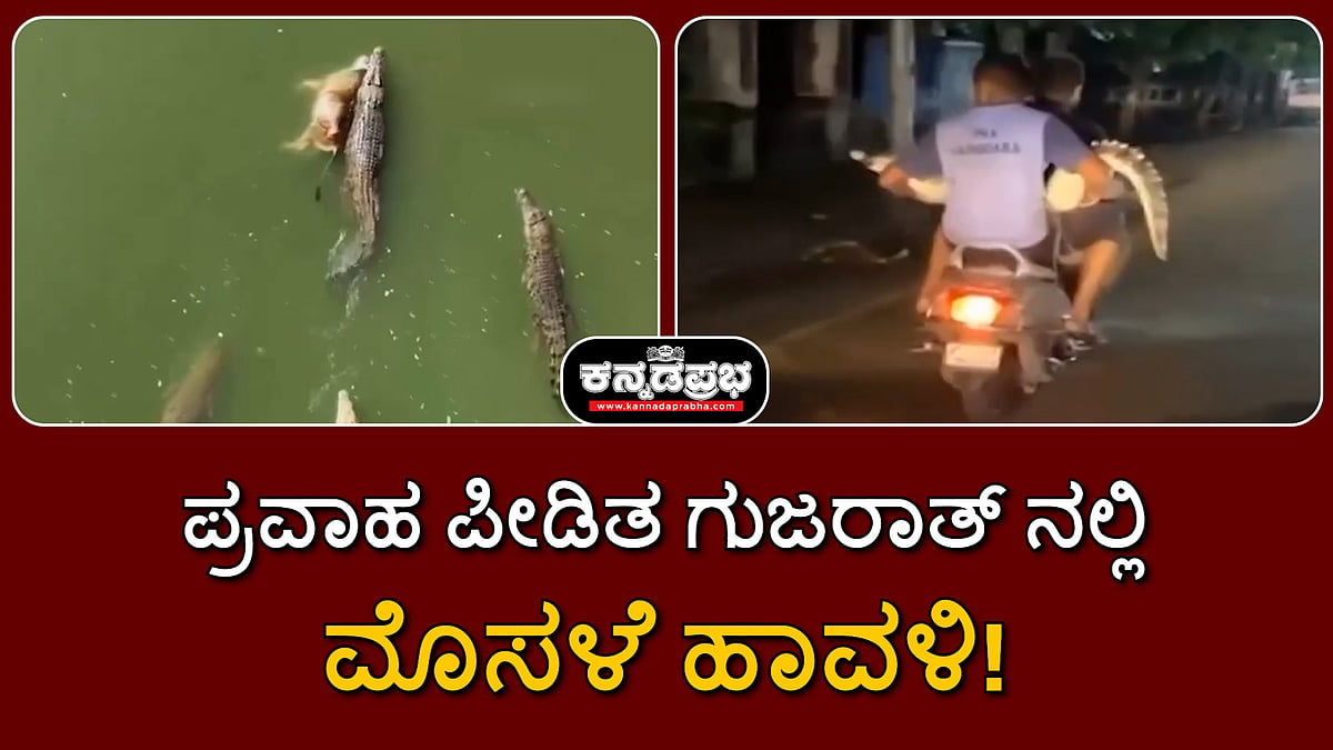 ಪ್ರವಾಹ ಪೀಡಿತ ಗುಜರಾತ್ ನಲ್ಲಿ ಮೊಸಳೆ ಹಾವಳಿ; ಬೈಕ್ ನಲ್ಲಿ ರಕ್ಷಣೆ!